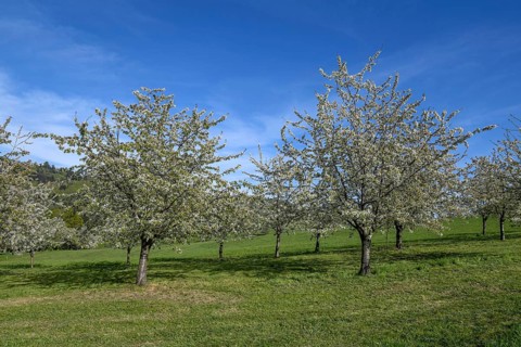 Flowering cherry trees near Obereggenen, Eggener Tal, Markgräfler Land, Black Forest,