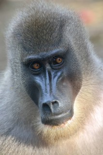 Drill (Mandrillus leucophaeus), female, animal portrait, captive, South-West Region, Cameroon,