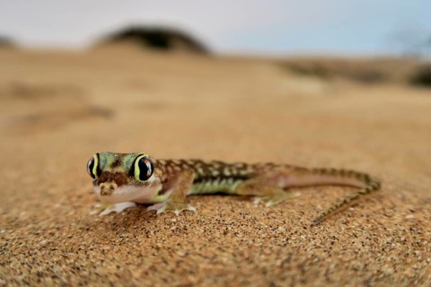 Namib gecko, namib sand gecko, web-footed gecko (Pachydactylus rangei), Namib Desert, Namibia,