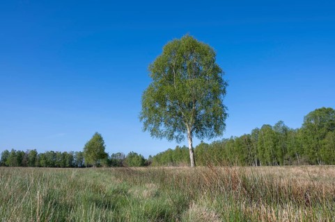 Downy birch (Betula pubescens), solitary, in spring, blue sky, Lower Saxony, Germany, Europe