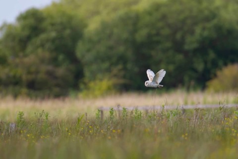 Barn owl (Tyto alba) adult bird in flight over grassland, Suffolk, England, United Kingdom, Europe