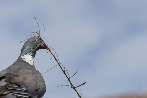 Wood pigeon (Columba palumbus) adult bird with a tree branch in its beak for nesting material,