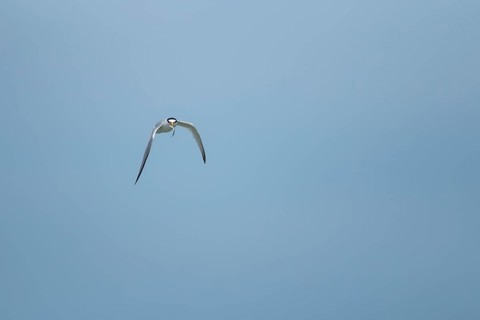 Little tern (Sternula albifrons) adult bird in flight with a fish in its beak, Suffolk, England,