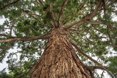 Sequoia (Sequoiadendron giganteum), full-size, Switzerland, Europe