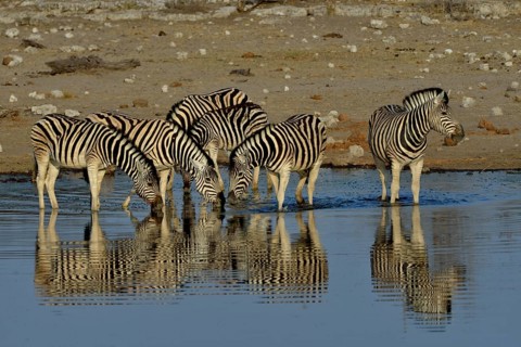 Burchell's Zebras (Equus quagga burchelli) in the water, waterhole Chudop, Etosha National Park,