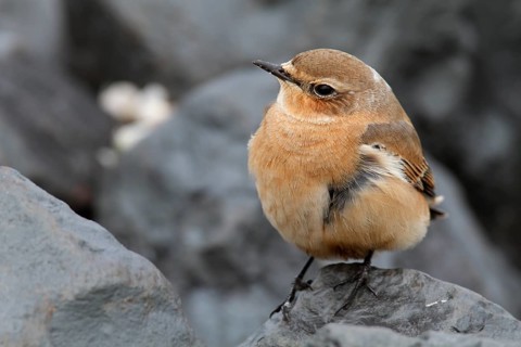 Northern wheatear (Oenanthe oenanthe), resting on a stone, Lower Saxon Wadden Sea National Park,