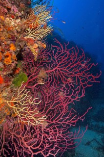 Violescent sea-whip (Paramuricea clavata) in the Mediterranean Sea near Hyères. Dive site Giens