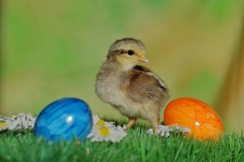 Domestic chicken (Gallus gallus domesticus), chicken chicks with colourful Easter eggs, North