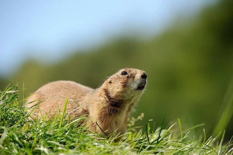 Black-tailed prairie dog (Cynomys ludovicianus), captive, occurring in North America