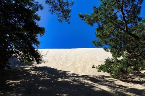 Pine forest at a shifting sand dune, Dune du Pilat, dune near Arcachon, blue sky, Gironde,