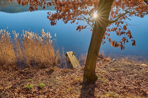 Tree on lake with sun, Freudenberg am Main, Untermain, Spessart, Odenwald, Franconia,