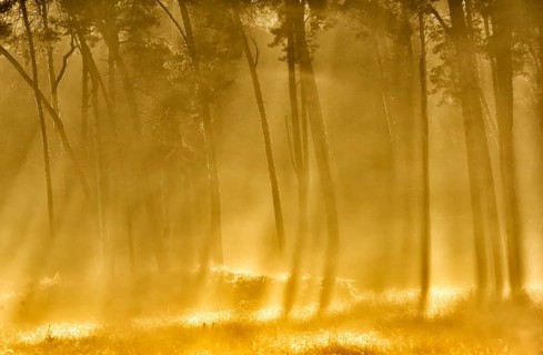Scots pine forest (Pinus silvestris) in autumnal sunny light, Lower Rhine, North Rhine-Westphalia,
