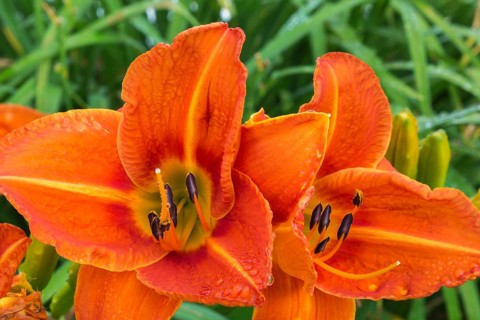 Orange Daylily (Hemerocallis) flowerheads in summer, Quebec, canada