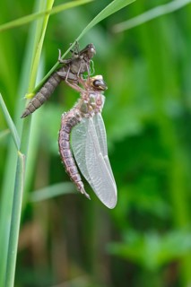 Early reed hunter (Brachytron pratense), imago with exuvium on a reed stalk, after hatching,
