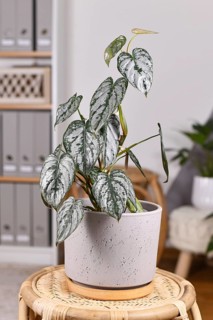 Exotic 'Philodendron Brandtianum' houseplant with silver pattern on leaves in flower pot on table