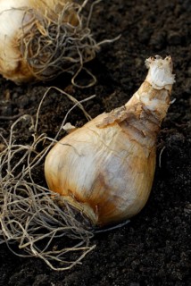 Daffodil bulb Tahiti, flower bulbs, daffodil bulb, narcissus, daffodil