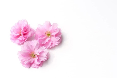 Japanese ornamental cherry, flowers