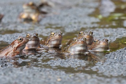 Common frogs (Rana temporaria) between Laich im Wasser, Kalkalpen National Park, Upper Austria,