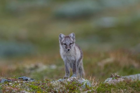 Arctic fox (Alopex lagopus), Varanger, Northern Norway, Norway, Europe