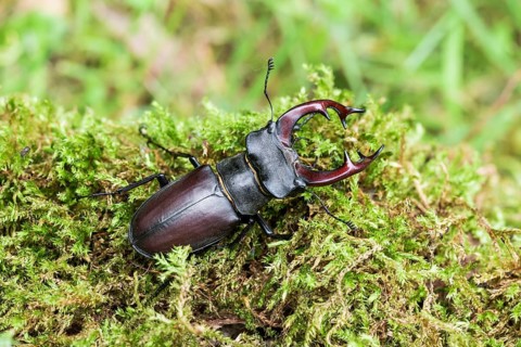 Stag beetle (Lucanus cervus), on moss, Austria, Europe