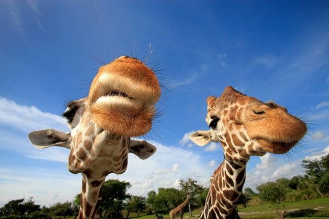 Reticulated (Giraffa camelopardalis reticulata) Giraffes