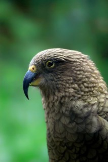 Kea (Nestor notabilis) Parrot, side, profile