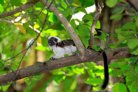 Cotton Head Tamarin (Oedipomidas cotton-top tamarin (Saguinus oedipus)