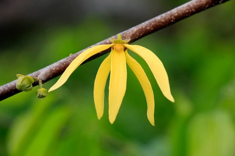 Ylang-ylang (Cananga odorata), Nosy Be, Annonaceae, Madagascar, Africa