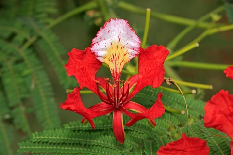 Royal poinciana (Delonix regia), flower, Mkuze Park, South Africa (Poinciana regia), Flamboyant