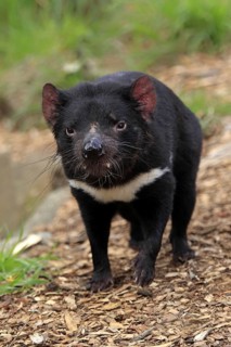 Tasmanian Devil (Sarcophilus harrisii), South Australia