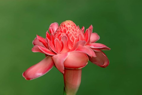 Etlingera (Etlingera), Nosy Be, Madagascar, Africa