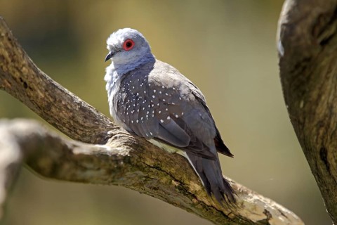Diamond dove (Geopelia cuneata), Northern Territory, Australia, Oceania