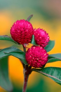 Globe amaranth (Gomphrena globosa)