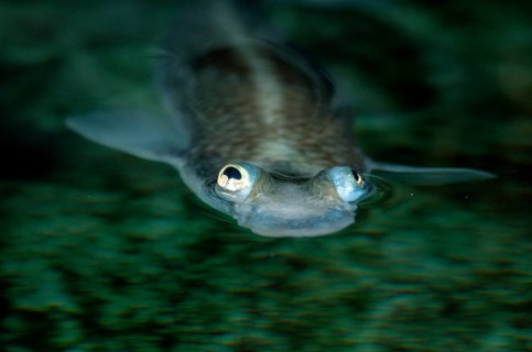 Four-eyes (Anableps anableps)