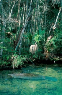 Manatee, Florida, florida manatee (Trichechus manatus latirostris), Manatee, Florida, USA, North