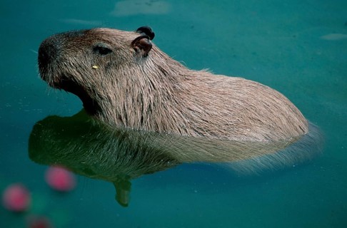 Capybara (Hydrochaeris hydrochaeris), lateral, side