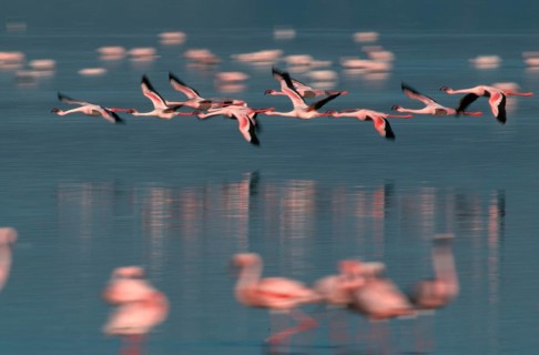 Lesser Flamingos (Phoeniconaias minor) at lake Nakuru, Nakuru national park, Kenya, Africa
