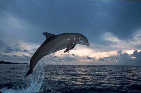 Bottlenose Dolphin (Tursiops truncatus), Honduras, Caribbean, Central America