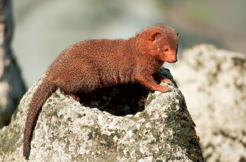 Dwarf mongoose (Helogale parvula), page