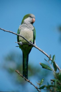 Monk Parakeet (Myiopsitta monachus), Florida, USA, North America