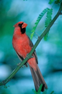 Common Cardinal (Cardinalis cardinalis), male, Sonora desert, Arizona, USA, North America