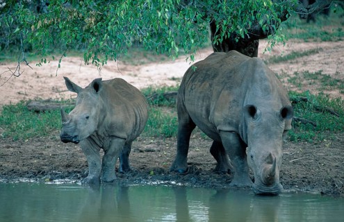 White rhinoceros (Ceratotherium simum) with young, Mkuzi Game Reserve, South Africa, Africa