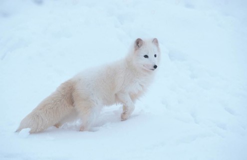 Arctic fox (Vulpes lagopus), page