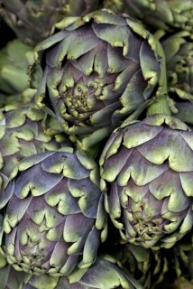 Globe Artichoke (Cynara scolymus)
