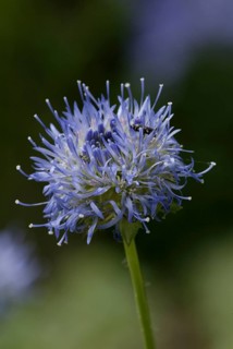 Jasione perennis (Jasione laevis)
