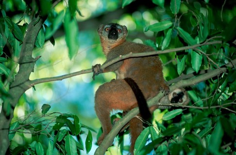 Red-fronted lemur, female with young, Berenty (Lemur fulvus rufus), Madagascar, Africa