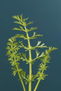 Caraway (Carum carvi)