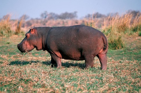 Hippopotamus (Hippopotamus amphibius), Chobe national park, Botswana, side, Africa