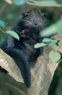 Bear-cat (Arctictis binturong)