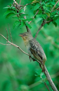 Speke's Weaver (Ploceus spekei), female, Ngorongoro crater, Tanzania, Africa